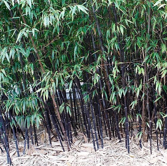 Black Bamboo